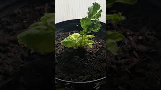 How to regrow a head of iceberg lettuce from core [upl. by Yrkcaz]