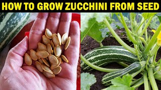 How to grow ZUCCHINI from Seed  How to grow Zucchini Courgette at Home [upl. by Wanfried]