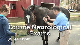 Equine Neurological Exams [upl. by Will673]