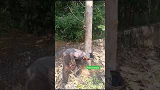 Tree kating video sobai like share comment subscribe korban [upl. by Necaj887]