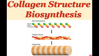 Collagen Structure and Synthesis  Extracellular Matrix [upl. by Mendez805]