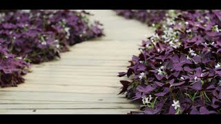 Oxalis Plant Care Growing Shamrock Plants [upl. by Batsheva]