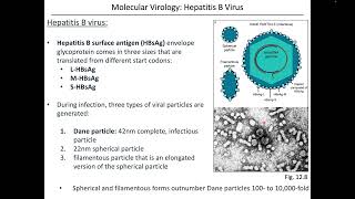 Virology Chapter 12 Part 2 Hepatitis Viruses [upl. by Lennaj278]