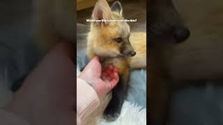 Since having the little fox my life is no longer boring fox pets rescue animals [upl. by Vassaux]