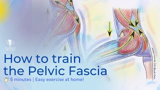 Easy Pelvic Fascia Exercise to Release Tension and Tightness 🤸🏻‍♂️ [upl. by Willow]