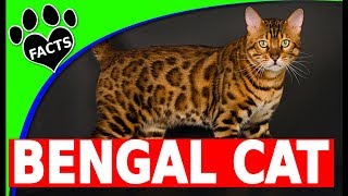 Bengal Cats 101  Bengal Cat Facts and Information [upl. by Suzan]