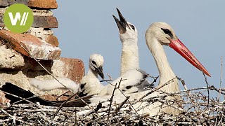 White Storks altering their migrations patterns due to Human Action Birds Documentary [upl. by Nolrac176]