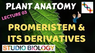 Plant Anatomy 03  Promeristem amp its Derivatives Histogen Concept [upl. by Coretta633]