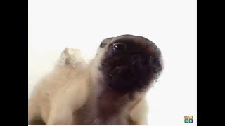 Pug Puppy Screen Cleaner [upl. by Ttoille647]