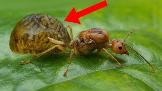 10 Most Terrifying Parasites That Control Their Victims [upl. by Stedman]