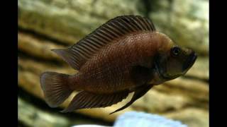 Altolamprologus by PISCES farm [upl. by Naiviv148]