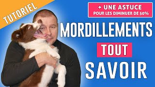 COMMENT ÉVITER les MORDILLEMENTS du CHIEN [upl. by Inus811]