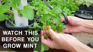 A MINTS CURSE  Mint plant care that you should know [upl. by Gladi]