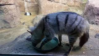 Home Safari – Aardwolf – Cincinnati Zoo [upl. by Fredericka]