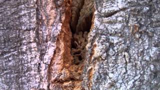 Ants in a tree [upl. by Pittman]