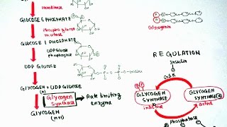 Glycogenesis [upl. by Chernow]