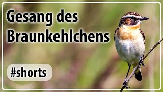 Gesang des Braunkehlchens  Vogel des Jahres 2023 Shorts [upl. by Sivel]