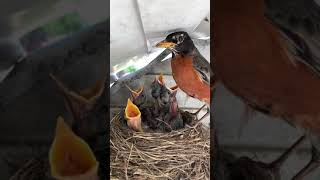 Robin feeds baby bird then eats its poop [upl. by Aled]