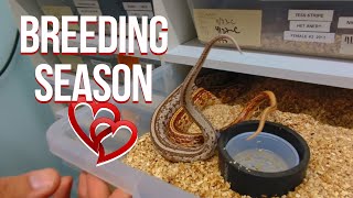 CORN SNAKE BREEDING  THE START OF INSANITY [upl. by Amehsyt]