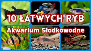 10 ŁATWYCH RYB do Akwarium Słodkowodnego [upl. by Akiret416]