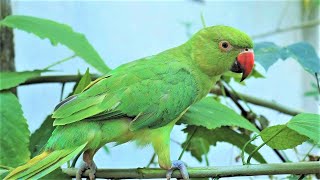 Loud Parrot Chirping Angry Voice  Natural Parrot Sounds  Parrot Calling Sounds [upl. by Lazare830]