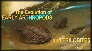 Evolution of early Arthropods [upl. by Armahs]