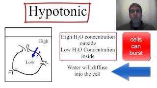 Osmosis Isotonic Hypotonic and Hypertonic [upl. by Anehta]