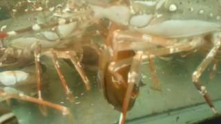 What do lobsters eat [upl. by Terrel]