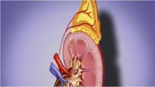 La physiologie de la médullosurrénale  Les catécholamines  1 [upl. by Schaumberger]