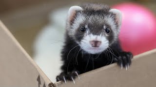 Cute Ferrets Videos Compilation [upl. by Noiek]