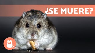 Cómo saber si tu HÁMSTER va a MORIR 🐹 5 Síntomas [upl. by Meggi]