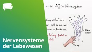 Die verschiedenen Nervensysteme der Lebewesen [upl. by Theodoric337]