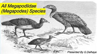 All Megapodes Megapodiidae Species  Species List [upl. by Whitaker]