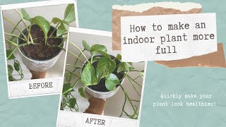 How to Make Pothos Bushier  Helpful Tips to Make Pothos Fuller [upl. by Yrrot845]