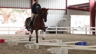 Cavaletti Training for Horses with Erika Jansson Dressage Trainer [upl. by Alejandro703]