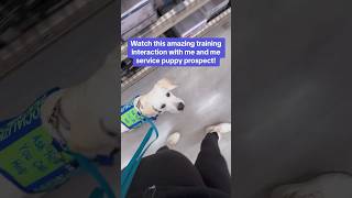 Amazing service dog training interaction dog servicedog youtubeshorts shorts fyp training [upl. by Baun]