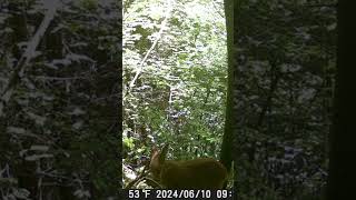 Capriolo trailcamera capriolo fototrappolaggio [upl. by Goober131]