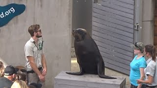 Seal Show  Taronga Zoo  April 2017 [upl. by Hiasi]