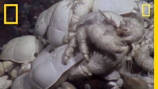 Ghostly Yeti Crab Swarms Discovered Near Antarctica  National Geographic [upl. by Kit]