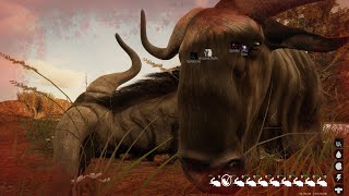 Animalia Survival 2021 09 24  Wildebeest Action  gnu [upl. by Marutani]