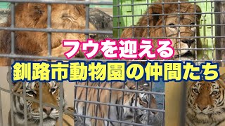 フウちゃんを迎える釧路市動物園の仲間たち [upl. by Madden]