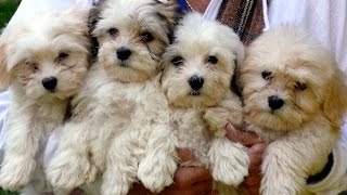 Top 5 Cutest Hybrid Dog Breeds [upl. by Hartwell]