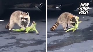 Raccoon battles iguana in gory fight to the death [upl. by Demah]