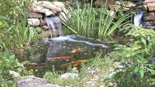 Ponds Watergardens amp Waterfalls Chapter 7 Plants Fish and Water Care [upl. by Lauer]