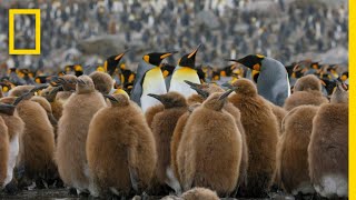 Go Inside an Antarctic City of 400000 King Penguins — Ep 4  Wildlife Resurrection Island [upl. by Masry279]