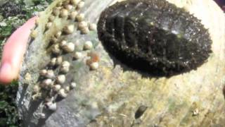 Mollusca Mossy Chiton [upl. by Notsnarc]