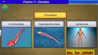 CBSE 11 Phylum Chordata Urochordata and cephalochordata [upl. by Dawn]