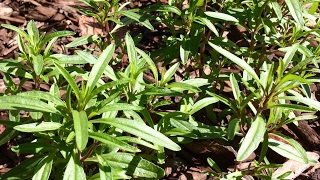 Summer Savory Patch Growth Update  Zaatar [upl. by Mckay270]