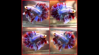 Betta Fish SKY BLUE RED FIREWORK Rosetail Halfmoon Male P233 [upl. by Trisha]