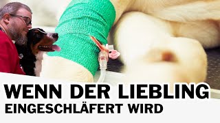 😭 Euthanasie  Wenn der Liebling eingeschläfert wird 😭 [upl. by Aynekat]